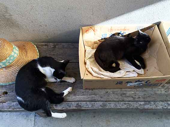 我が家のニャンコ♪2015/9/23-4