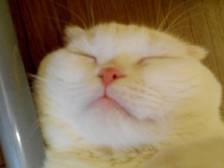nekoyuki.jpg