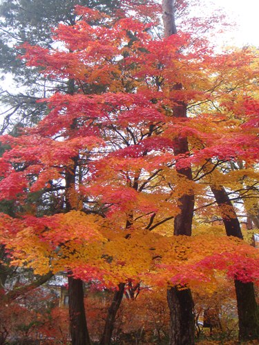 DSC01120_R.JPG