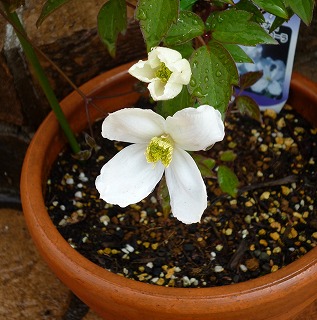 P1050379-ass.jpg