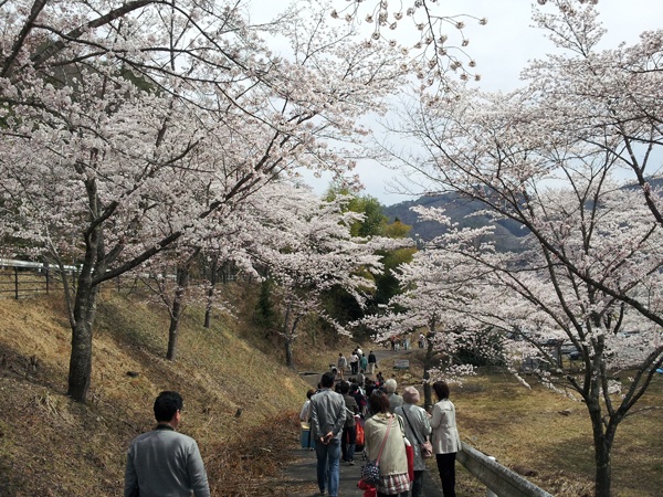 桜.jpg