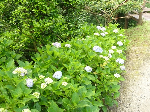 2013.6.15 005.JPG