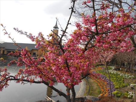 なばなの里の寒桜