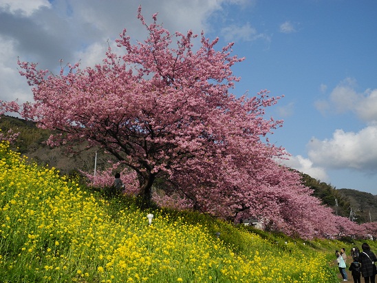 青空、桜、菜の花コラボ