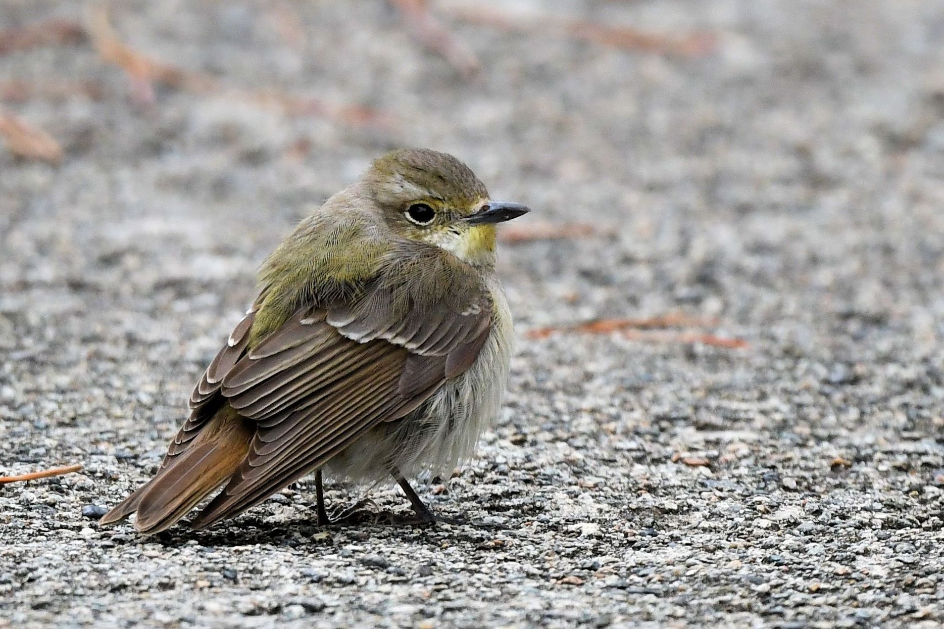オオルリとキビタキ メスの比較 全身編 背面 キビタキ まみきびのブログ 楽天ブログ