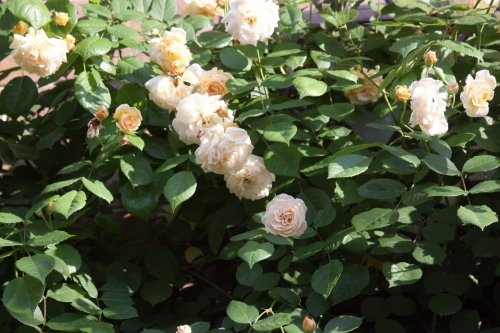 20160518005.JPG