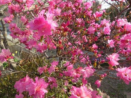 吉野ツツジ 春一番 満開 ﾋﾏﾗﾔﾕｷﾉｼﾀ パウンドケーキと草餅 静かな時が流れる 風の庭 楽天ブログ