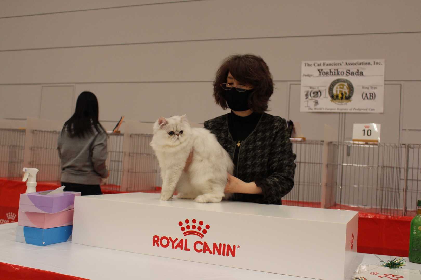 CFA JAPAN REGIONAL CAT SHOW Cattery PETITANGEのブログ 楽天ブログ