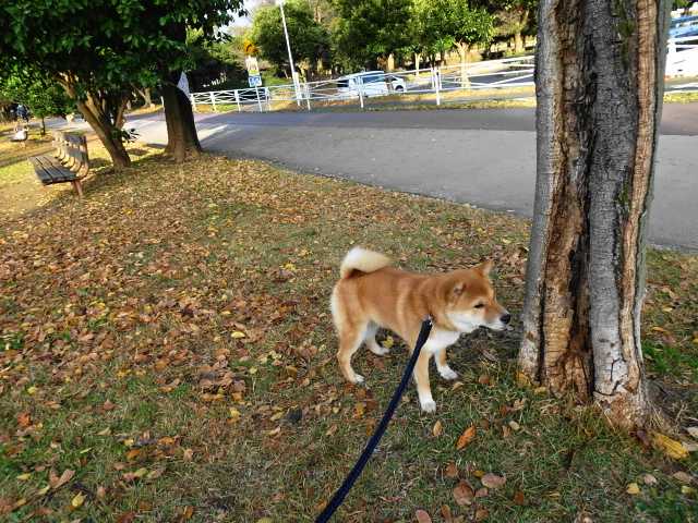 今日の朝散歩 黒柴くんからガルルのご挨拶 柴犬 カイ のブログへようこそ 楽天ブログ