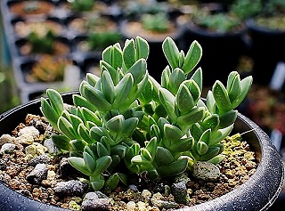 碧魚連の植替え増殖と小型メセンと・・ | ☆ガマンマの ニク
