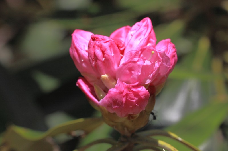 金剛山の花々_004.jpg