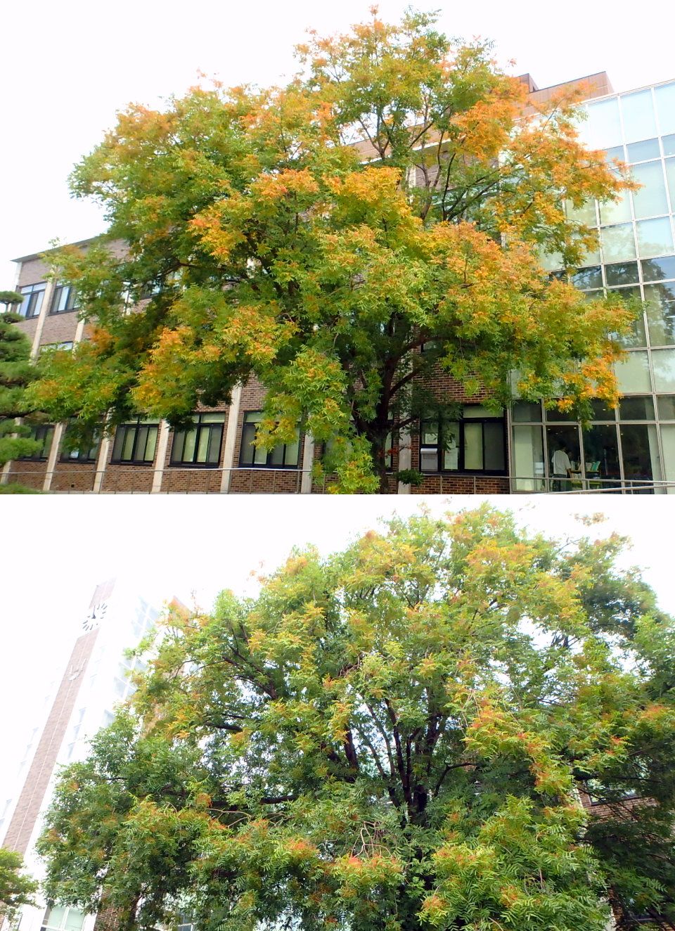 イチョウの黄葉とカイノキの紅葉も始まる 楽天版じぶん更新日記 楽天ブログ