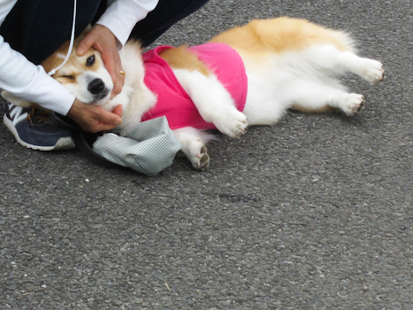 はな