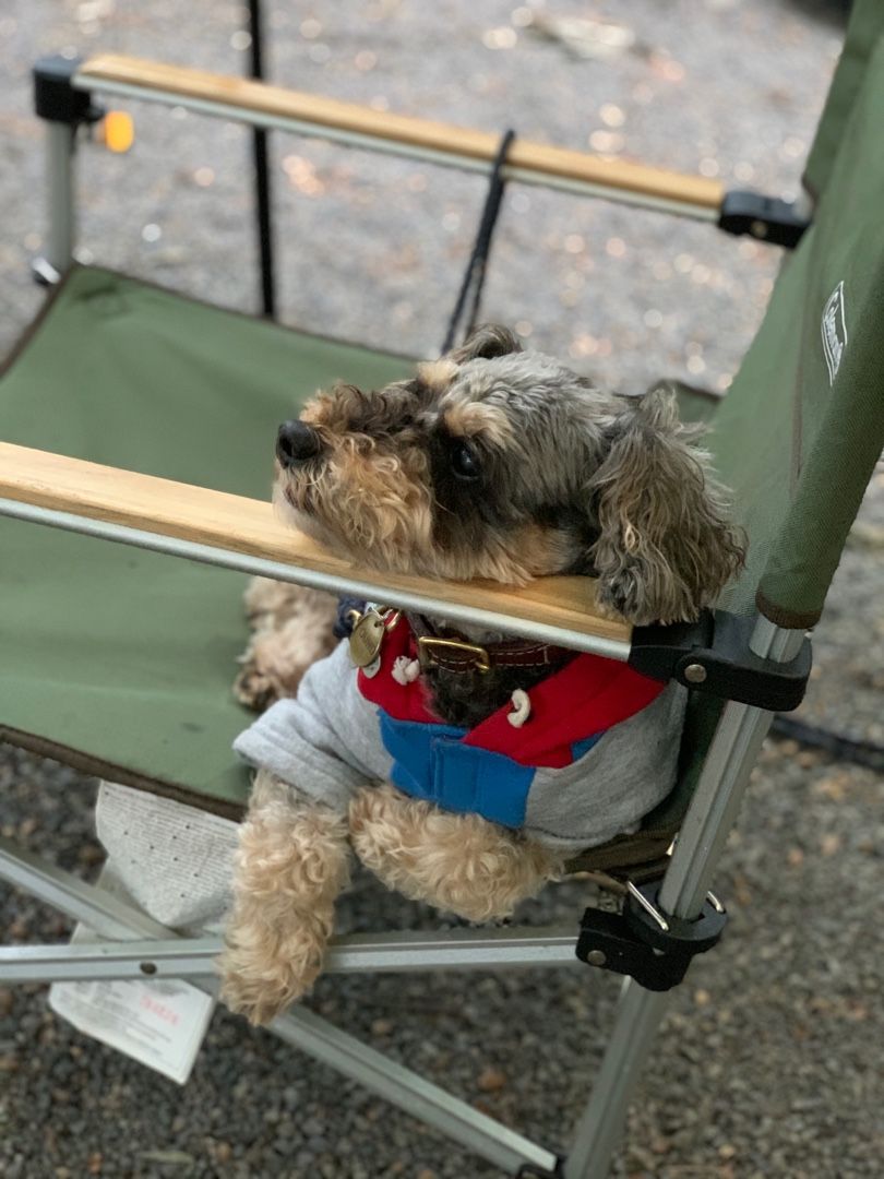 我が家のキャンプ犬 Jimi Camp 地味キャン 楽天ブログ