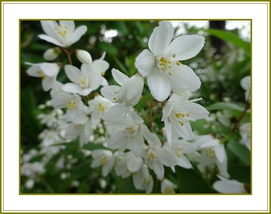 令和２年６月８日 姫空木晴天白日晴れ姿 花の歳時記 天南星の魅力 山野草 楽天ブログ