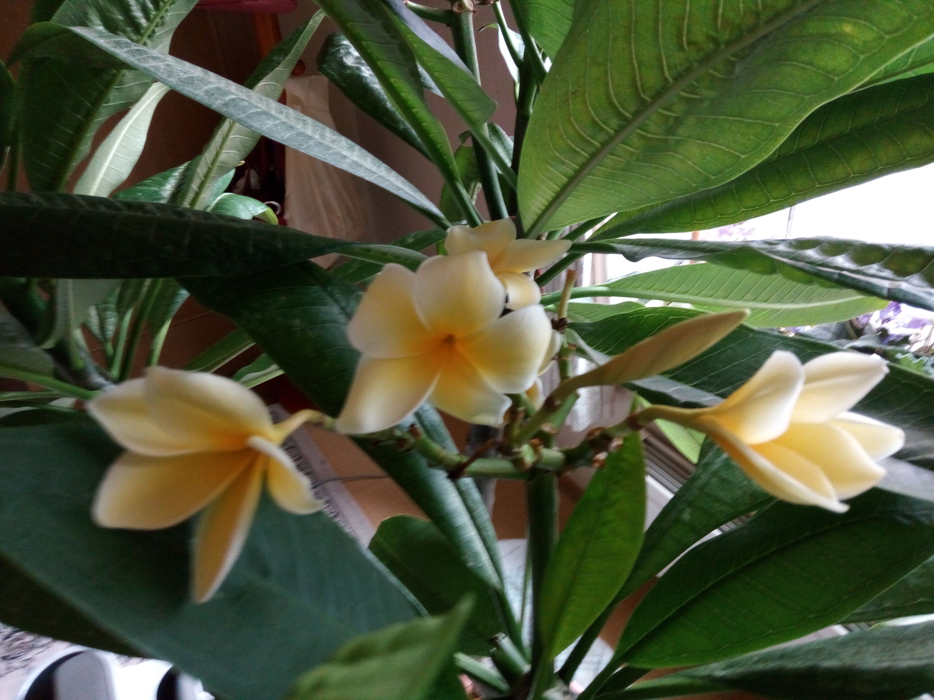 遅れて咲いた紫ツートンのストレプトカーパス また咲いてるプルメリア 花に癒されて 楽天ブログ