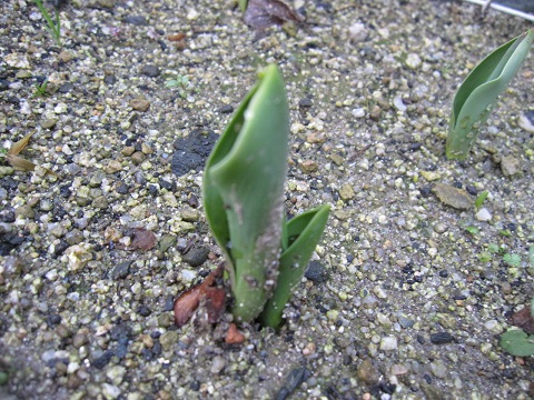 chu-riltupu