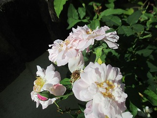 IMG_8225ss.jpg
