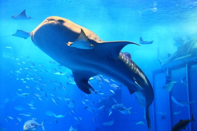 ジンベイザメは 生態的にはヒゲクジラに似ている 私設見逃してもいい動物園 楽天ブログ