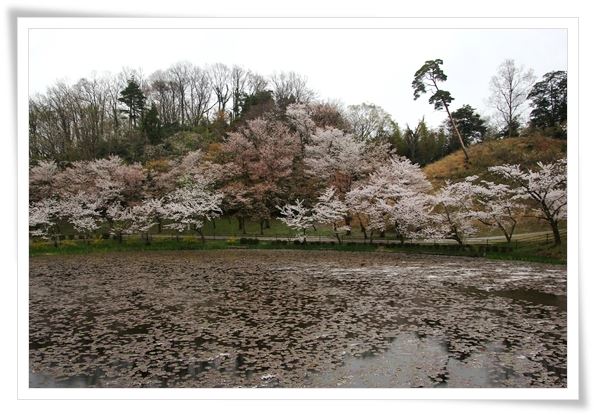 奥卯辰山健民公園・大池-1 15.4.13