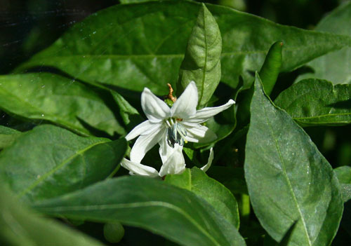 唐辛子の花　27.7.14-1_edited-1.jpg