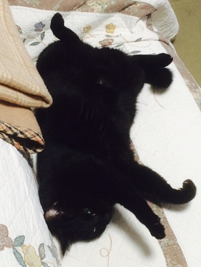 なな2
