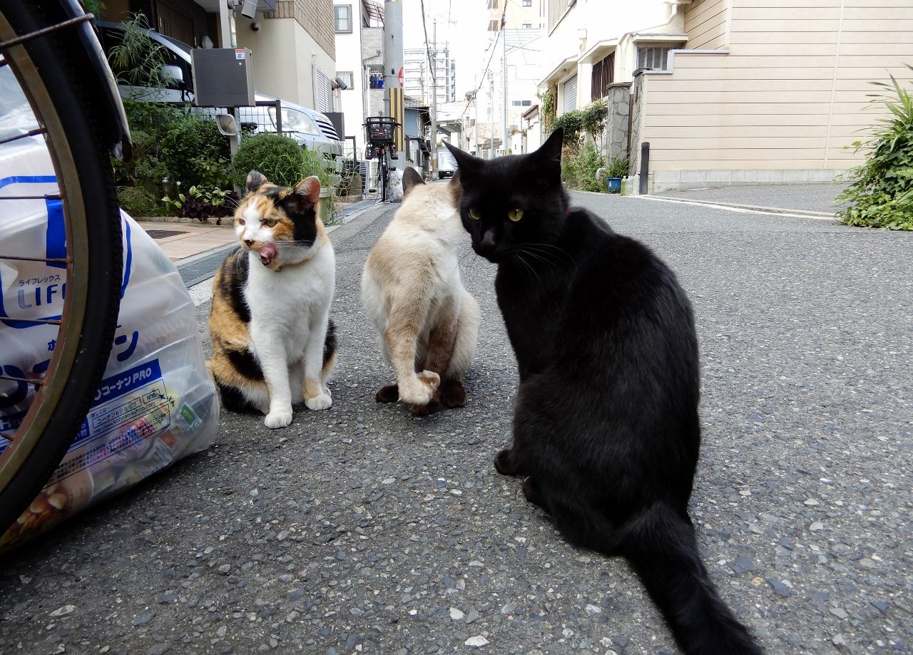 86ページ目の 猫 人さまのネコ 楽天ブログ