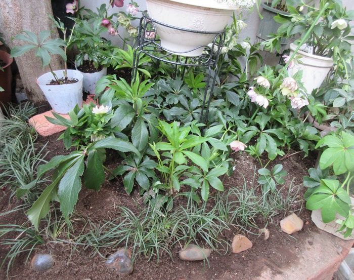 狭い庭のクリスマスローズガーデンの改造 白のダブルが多い 狭い庭を花いっぱいにする育て方 楽天ブログ 狭い庭のクリスマスローズガーデンの改造 白のダブルが多い 狭い庭を花いっぱいにする育て方 楽天ブログ