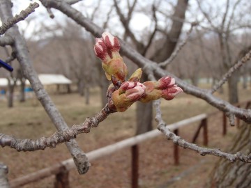 桜130423