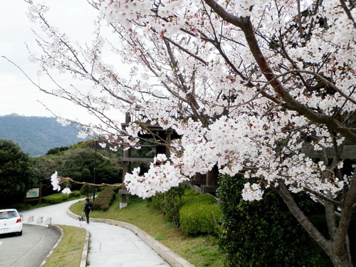 関門海峡と桜ー０６.jpg