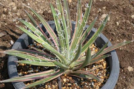 アガベ・アメリカーナ・フランゾシニー(Agave americana var