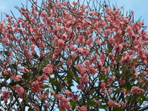 ご近所の梅の花