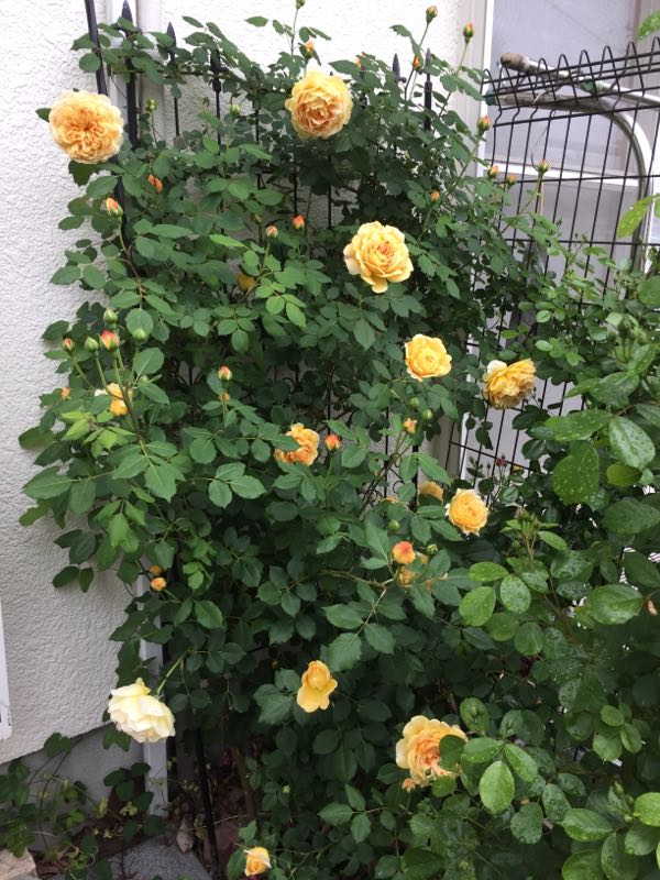 rblog-20180502175649-04.jpg