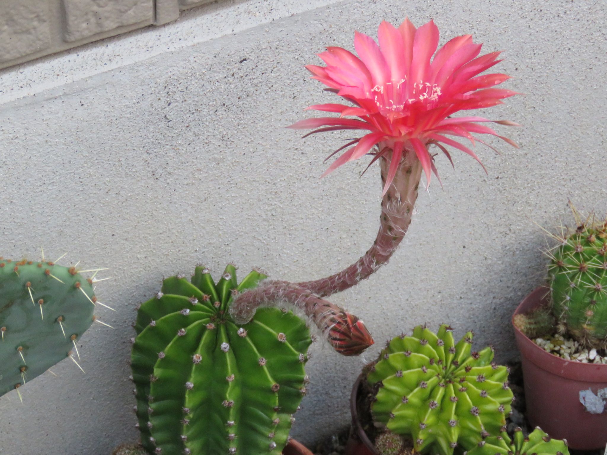 海外正規品 花サボテン 赤花短毛丸 新商品 Ulysses Tur Br