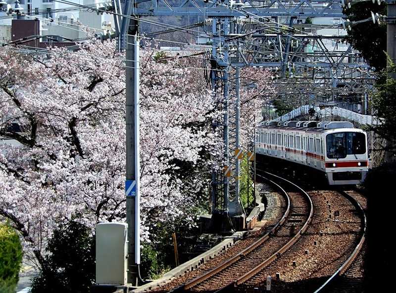 サクラと電車2