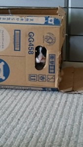 ちょこさん