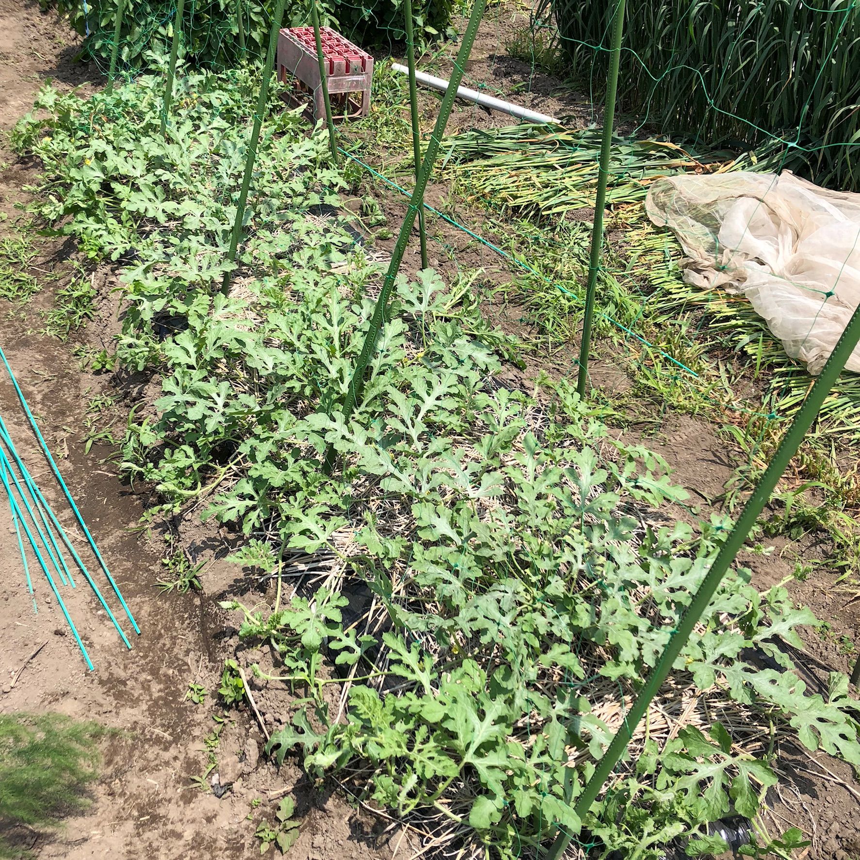 今年もスイカ 小玉 は空中栽培だよ ん ちょろ松の家庭菜園奮闘記 楽天ブログ