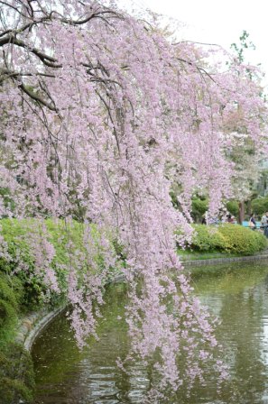 妙正寺公園しだれ桜.jpg