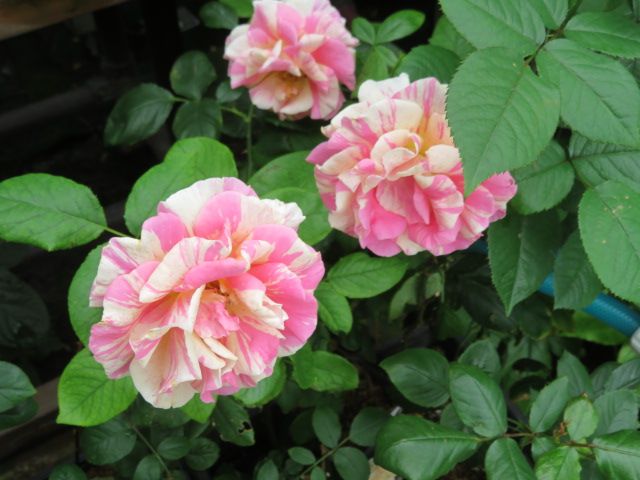 クロードモネの今昔と絶好調の返り咲きのツルバラ達 ばぁばの薔薇の花園 楽天ブログ