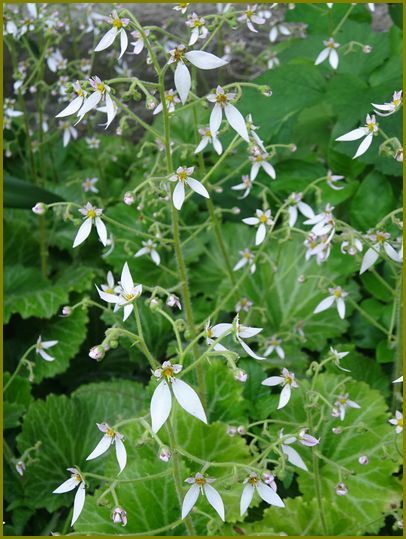 令和２年６月29日 鴨足草リズミカルにも縺れあい 花の歳時記 天南星の魅力 山野草 楽天ブログ