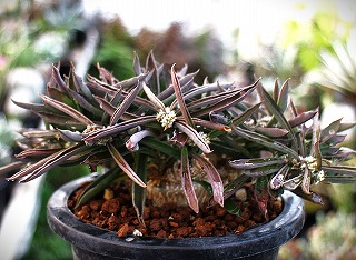 綾波の短狂刺とモンスト種とチビハナキリン | ☆ガマンマの ニク・サボ