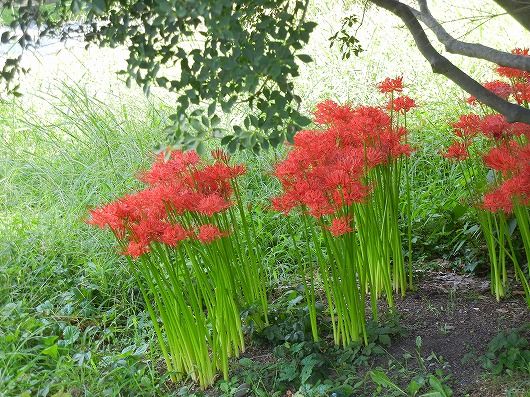 毛虫までついてきた庭掃除 画像 彼岸花 Yoshieおばさんの 花 華 日記 楽天ブログ