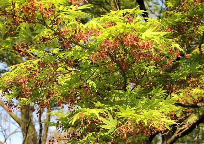 もみじの花 昼顔のつぶやき 楽天ブログ