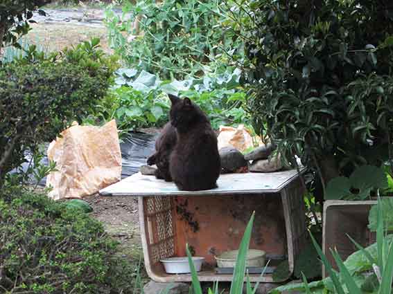 我が家のニャンコ♪2016/4/28-2