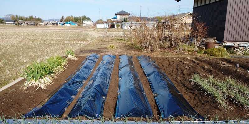 じゃがいもの高畝に黒マルチを張った 青パパイヤと家庭菜園日記 楽天ブログ