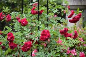 2012年6月10日 008.jpg