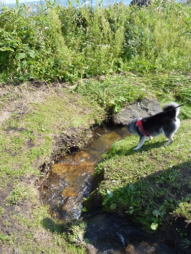 流れるお水、気になる～