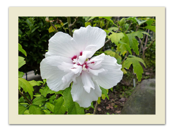 木槿の花白