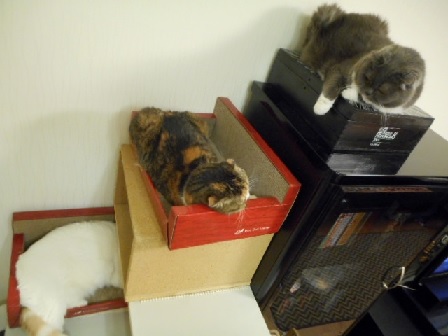 201412313suko.jpg