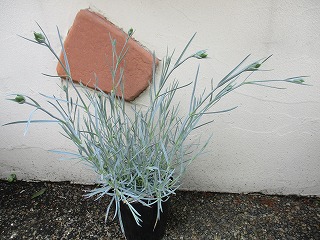 IMG_0339ss.jpg